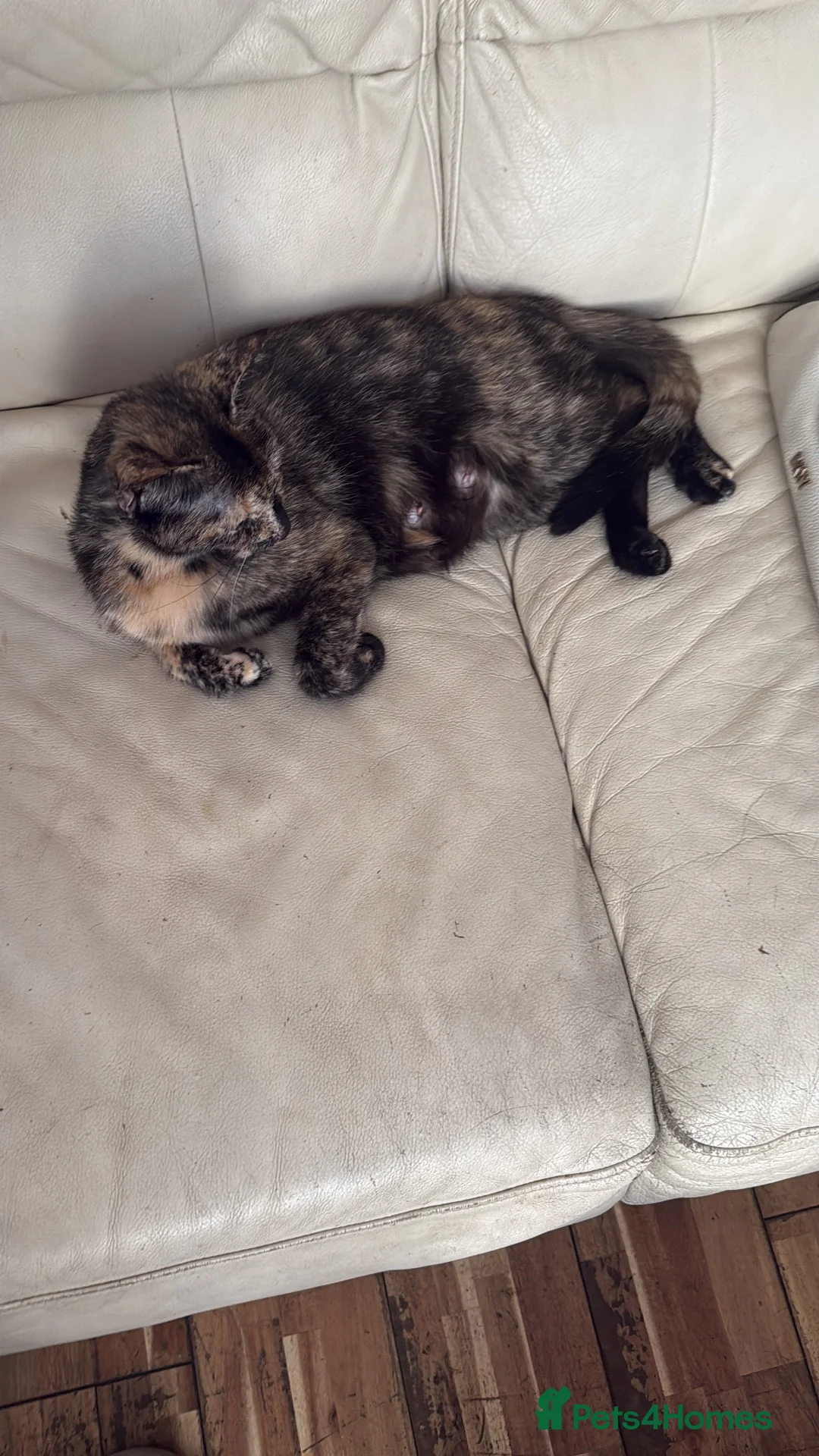 Mixed Breed cats for sale: Beautiful kittens  - Advert 6
