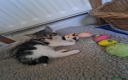 Domestic Shorthair cats for sale: Kittens for sale  - Image 11