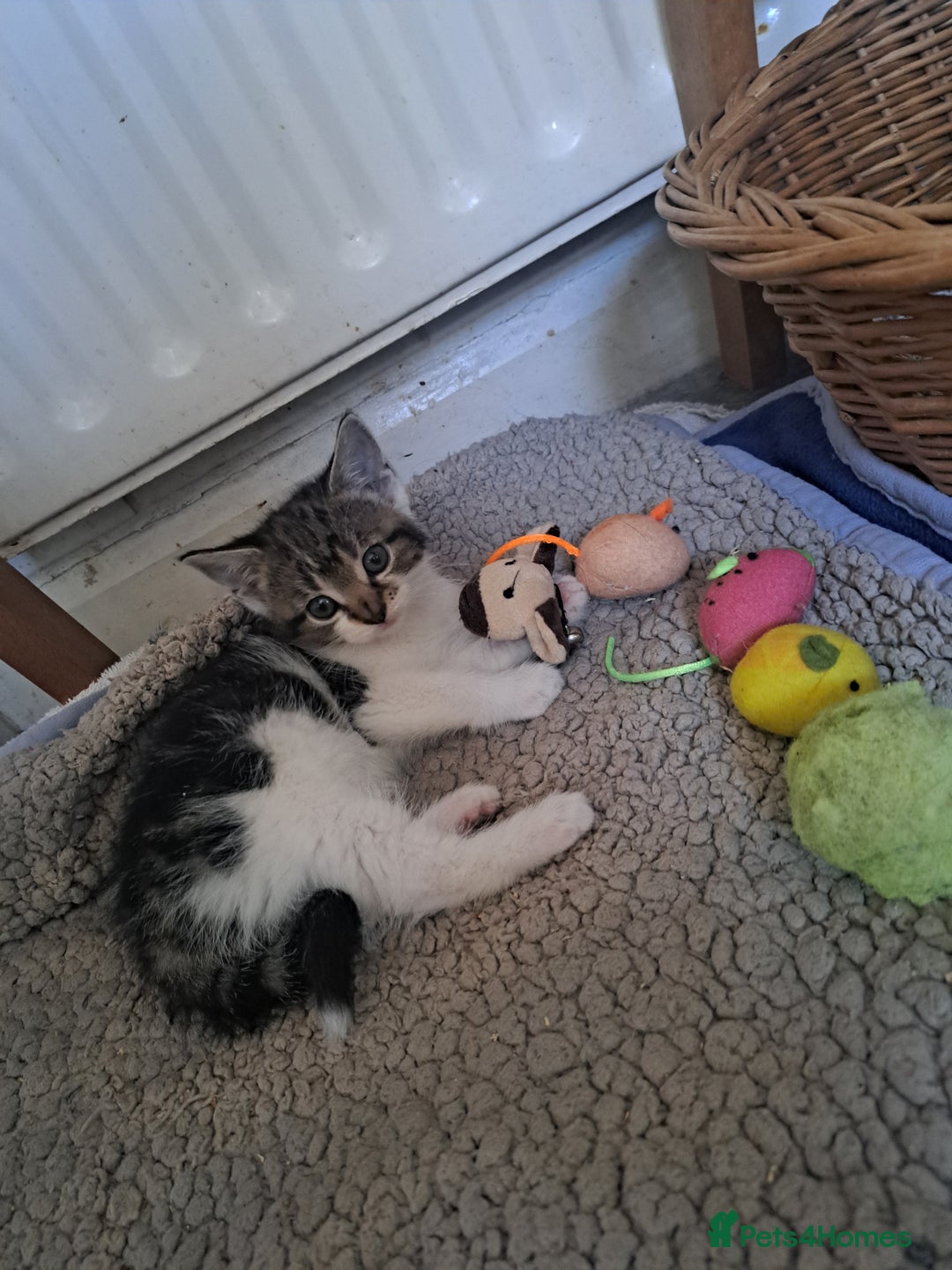 Domestic Shorthair cats for sale: Kittens for sale  - Image 11