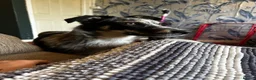 Mixed Breed dogs for sale: mave  - Advert 9