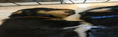 Rottweiler 2