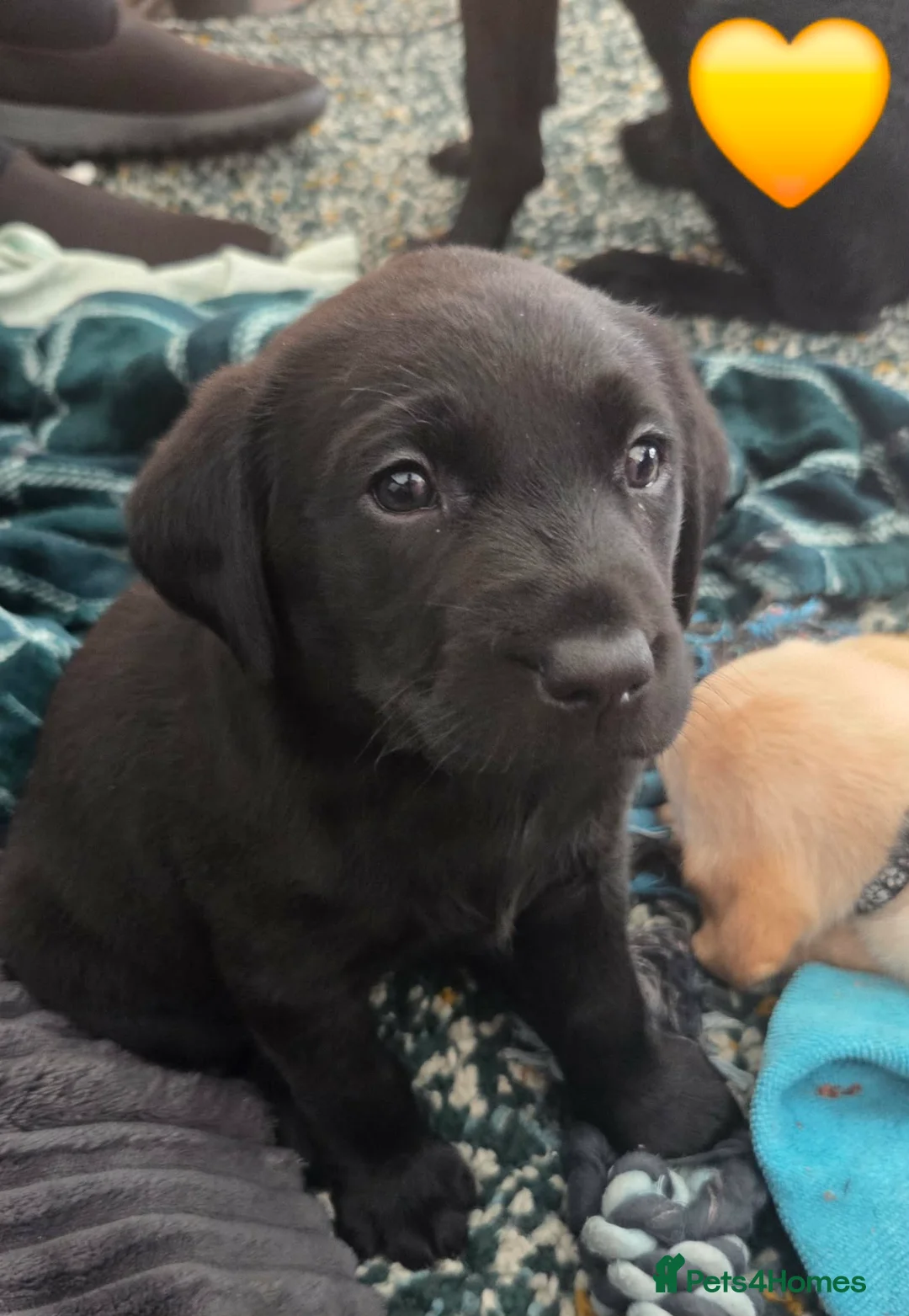 Labrador Retriever dogs for sale: Strong healthy Labrador puppies in Gateshead - Advert 8