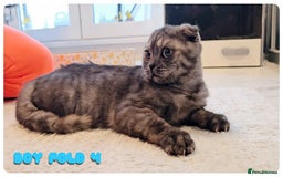 Scottish Fold cats for sale: Adorable scottish fold kittens - Image 17