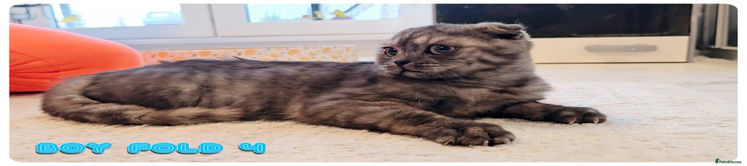 Scottish Fold Kitten 4