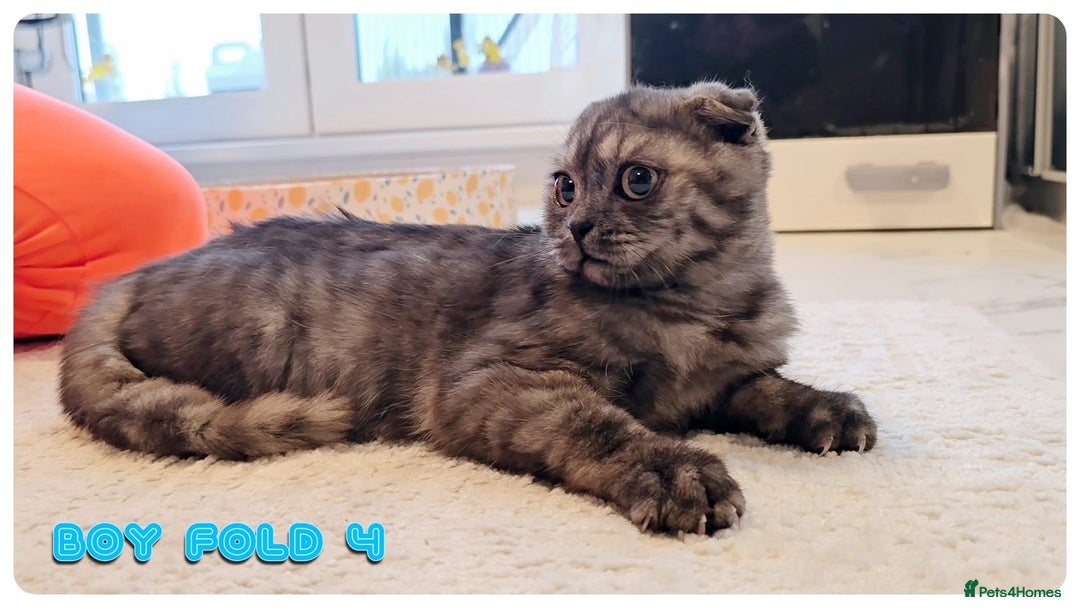 Scottish Fold cats for sale: Adorable scottish fold kittens - Image 17