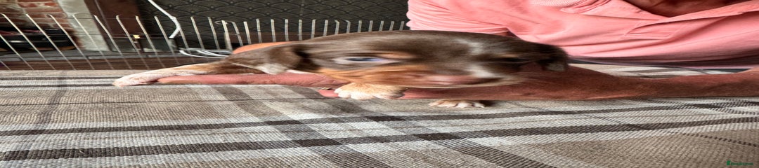 Miniature Dachshund Puppy 6