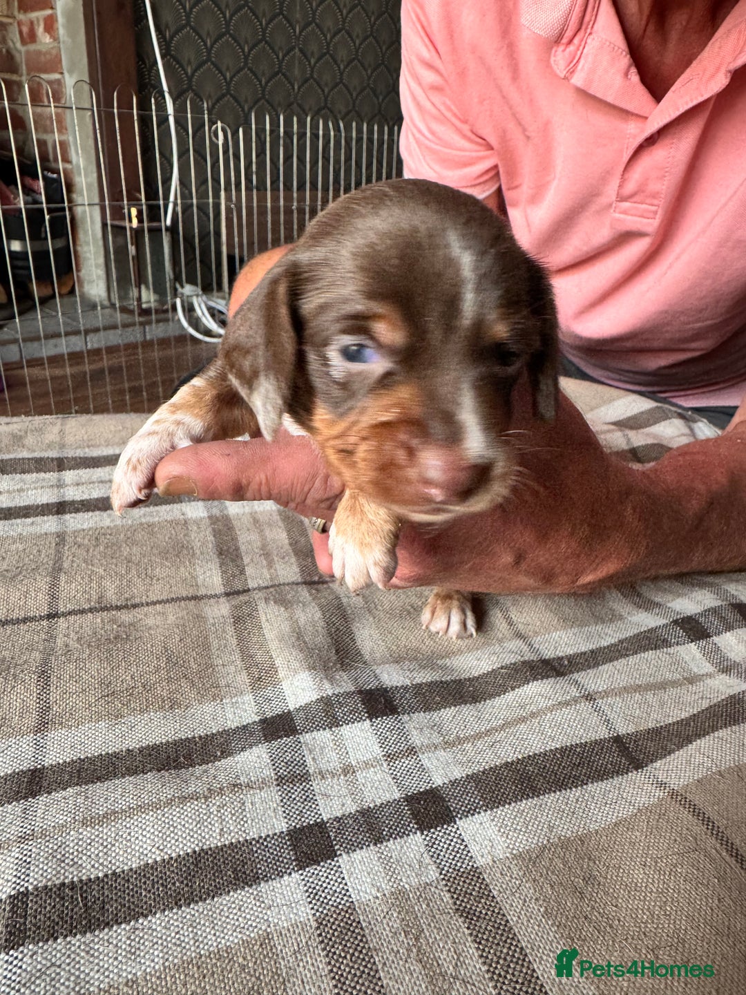 Miniature Dachshund dogs for sale: 🐾 Miniature Dachshund Puppies for Sale 🐾 - Image 28