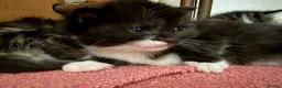 Mixed Breed cats for sale: 4 lovely kittens in Boston - Advert 5