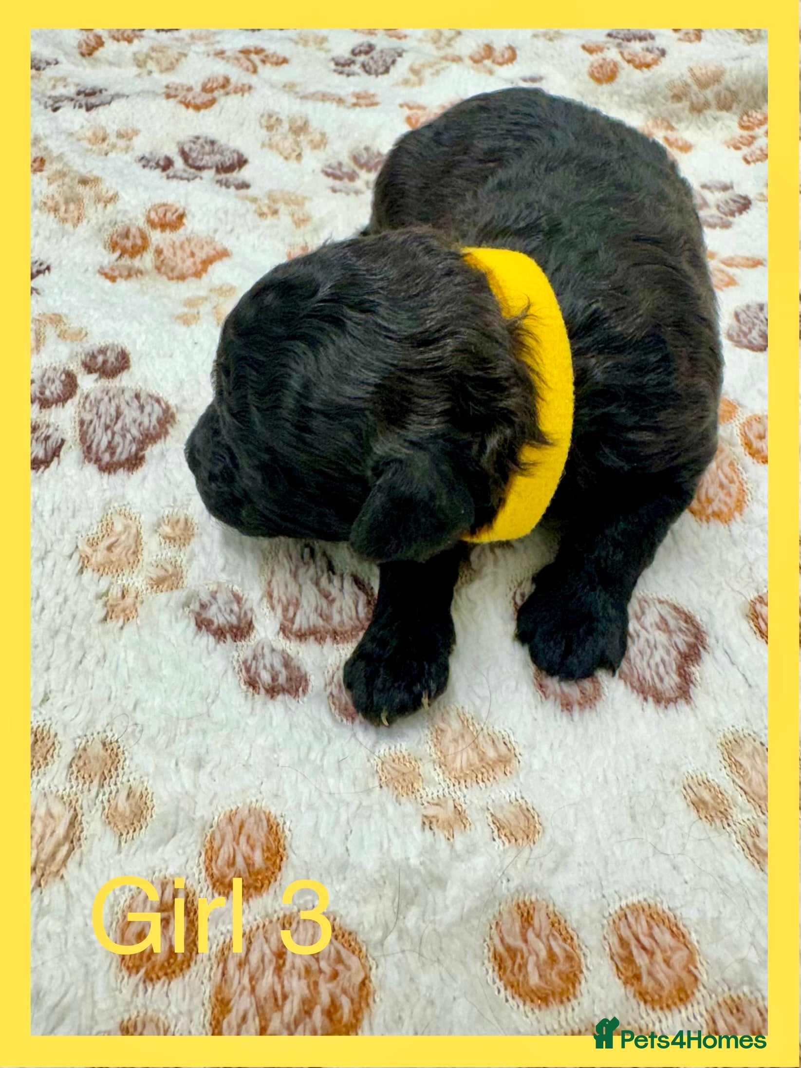 Cockapoo dogs Outstanding F1b Cockapoo Fully Health Tested  - Advert 12