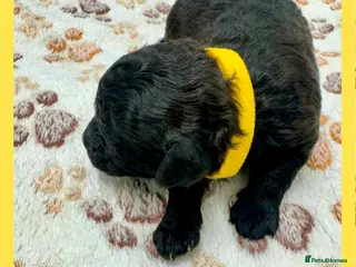 Cockapoo dogs Outstanding F1b Cockapoo Fully Health Tested - Advert 12