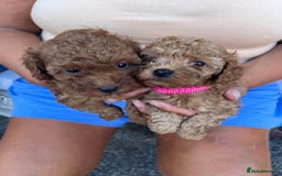Toy Poodle dogs for sale: Two beautiful toy poodles  - Image 3