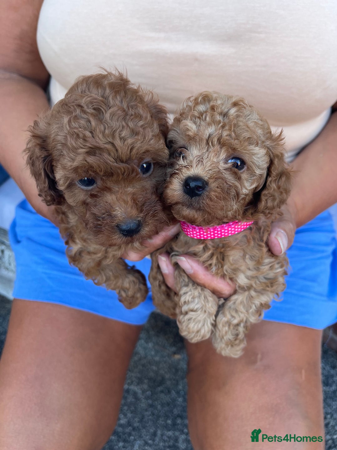 Toy Poodle dogs for sale: Two beautiful toy poodles  - Image 3