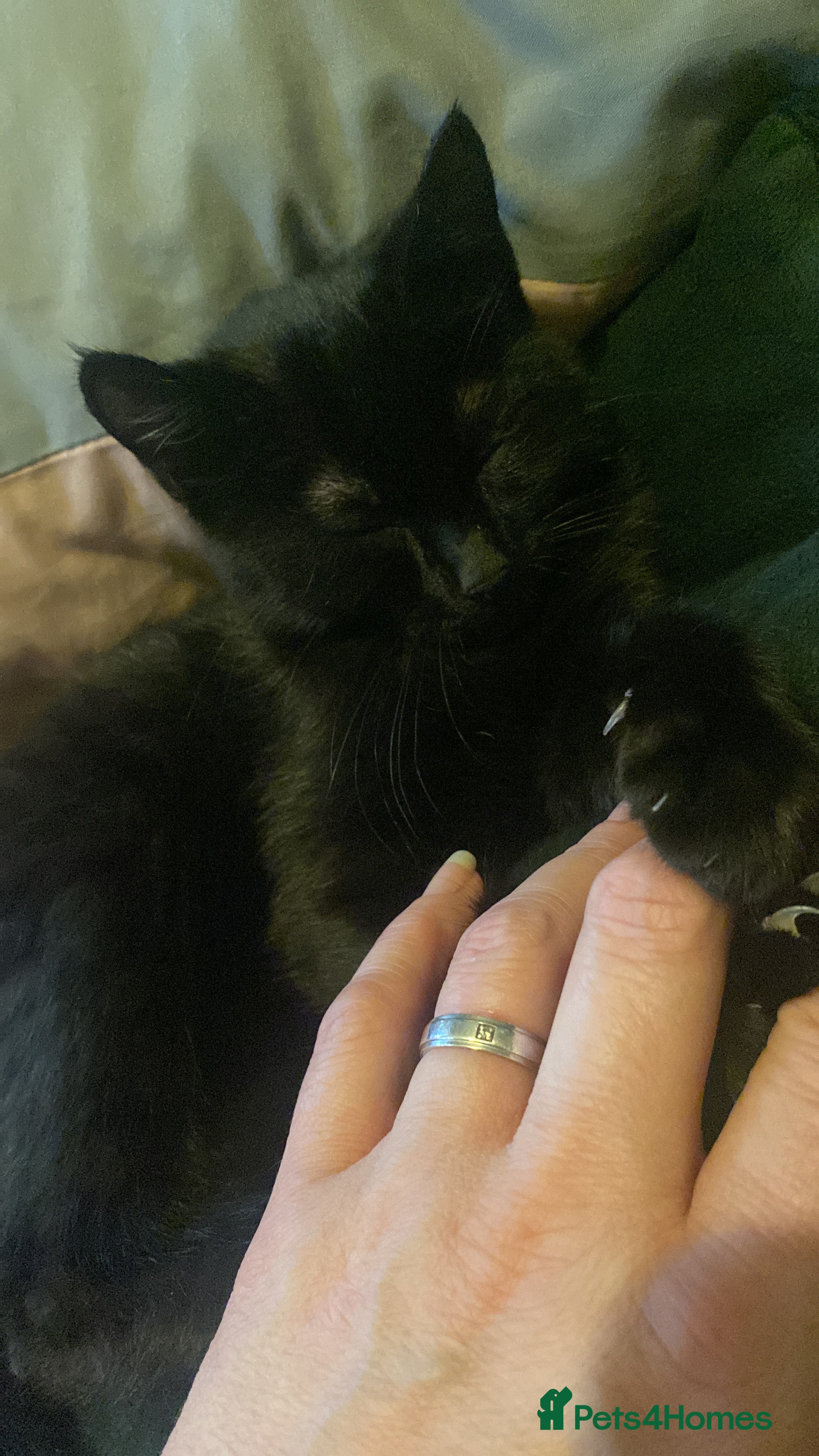 Mixed Breed cats Little boy kitten  - Advert 6