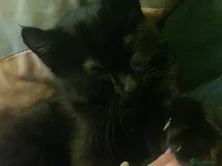 Mixed Breed cats Little boy kitten - Advert 6