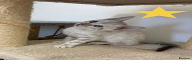 Bengal 7