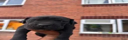 Cane Corso dogs for sale: Cane corso puppies  in Bilston - Advert 4