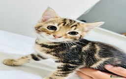 Mixed Breed cats for sale: Kittens ready to go - Image 26