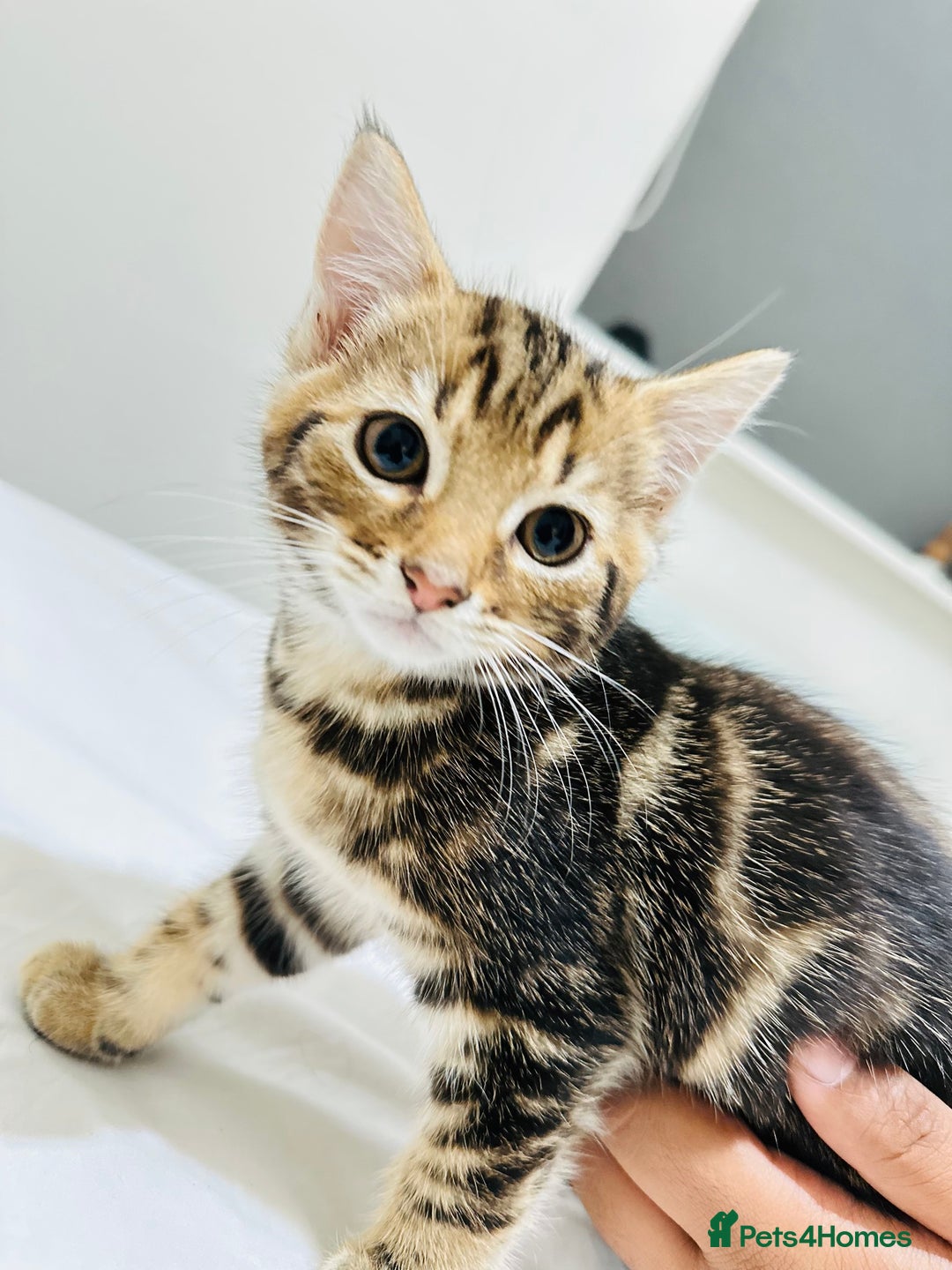 Mixed Breed cats for sale: Kittens ready to go - Image 26