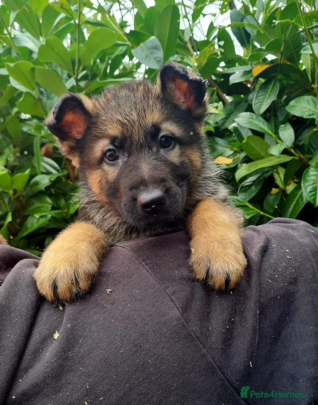 German Shepherd dogs for sale: German Shepherd Puppies For Sale - Advert 23