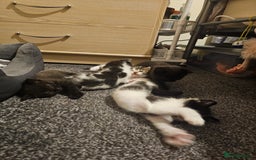 Mixed Breed cats for sale: Adorable ♥️ kittens 😸 😍  - Image 10