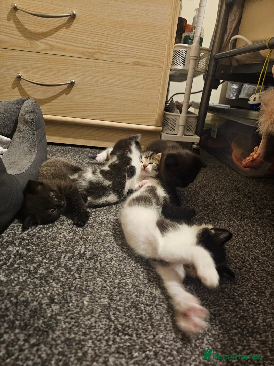 Mixed Breed cats for sale: Adorable ♥️ kittens 😸 😍  - Image 10