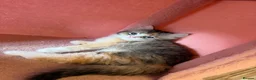 Mixed Breed cats for sale: looking for a new home, a new family!!! - Advert 7