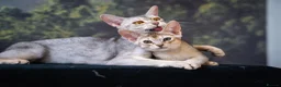 Abyssinian cats for sale: Silver Abyssinian Boy-READY NOW-Champion Line - Advert 24