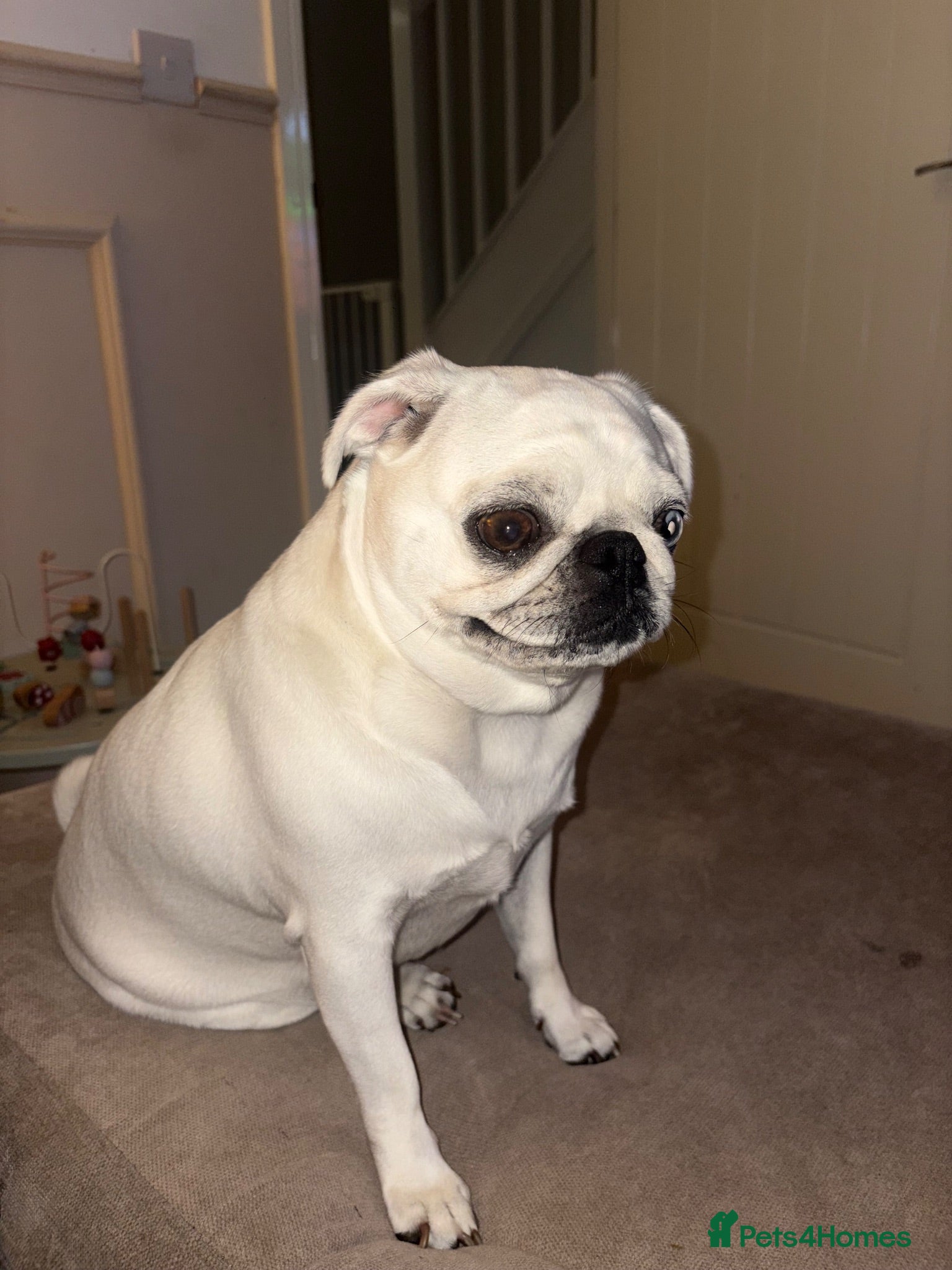 Pug dogs Loving Female Pug looking for her forever home - Advert 1