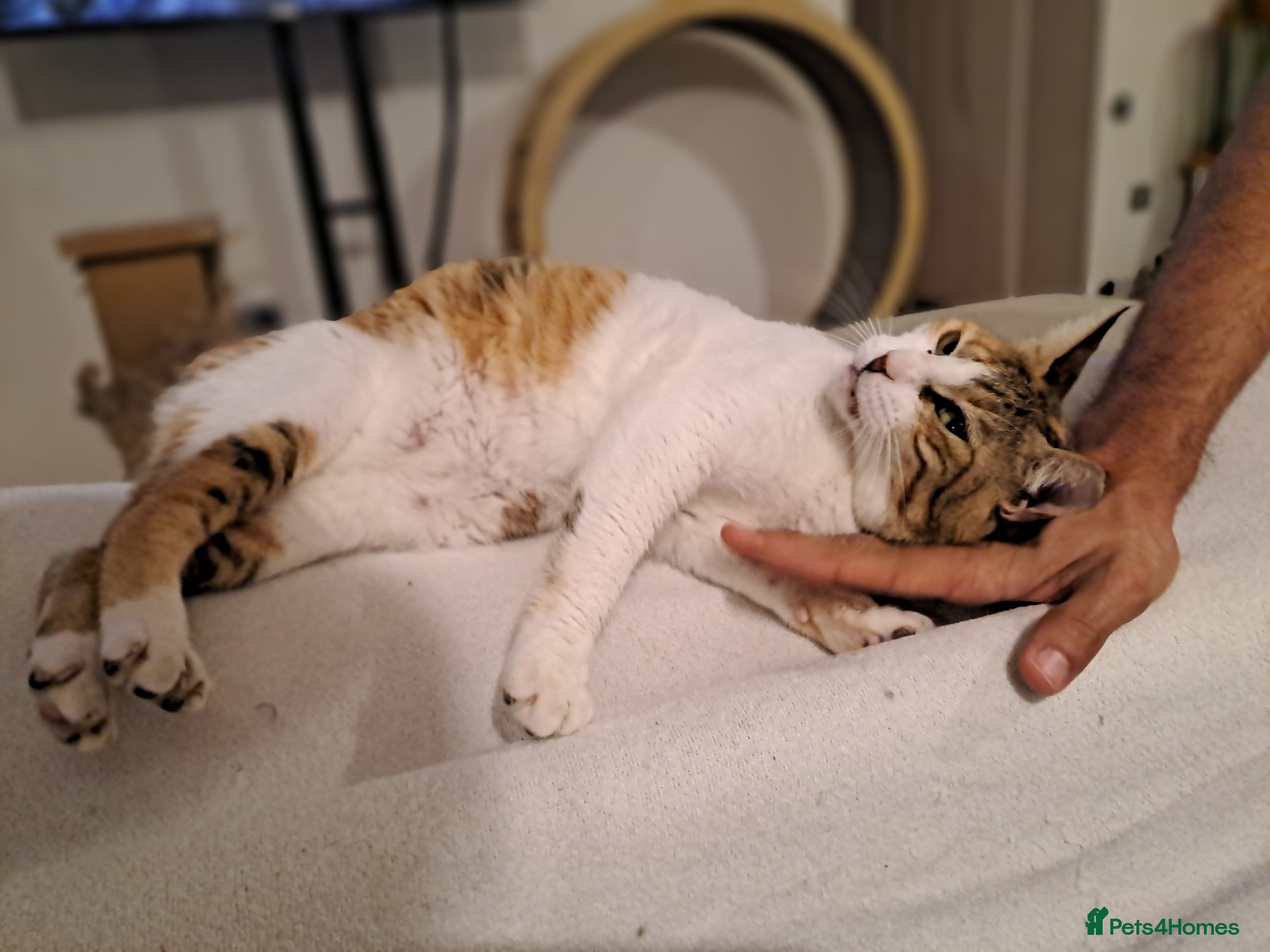 Mixed Breed cats Viola - calm and sweet girl - Advert 4