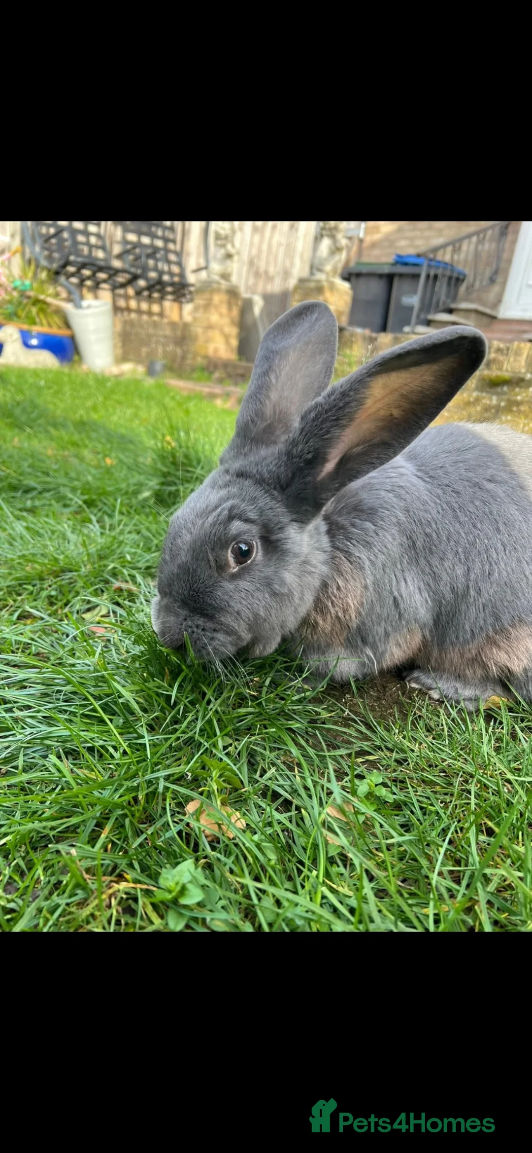 English rabbits for sale: Large rabbit  in Durham - Advert 1