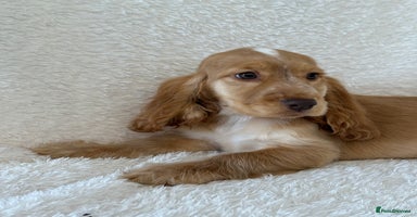 Cocker Spaniel dogs - Advert 1