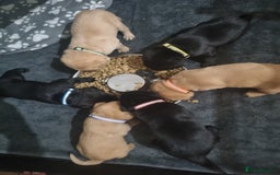 Labrador Retriever dogs for sale: ⭐️ Lush Lab Pups - READY 15/10/25 ⭐️ - Image 12
