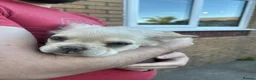 French Bulldog dogs for sale: LAST PUPPY- Rare fluffy french bulldogs - Advert 17