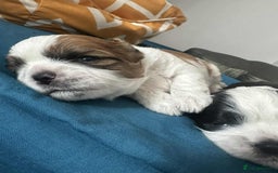 Shihpoo dogs for sale: Shitzu  - Image 6