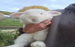 Mini Lop rabbits for sale: REW Mini Lop Buck - Image 2