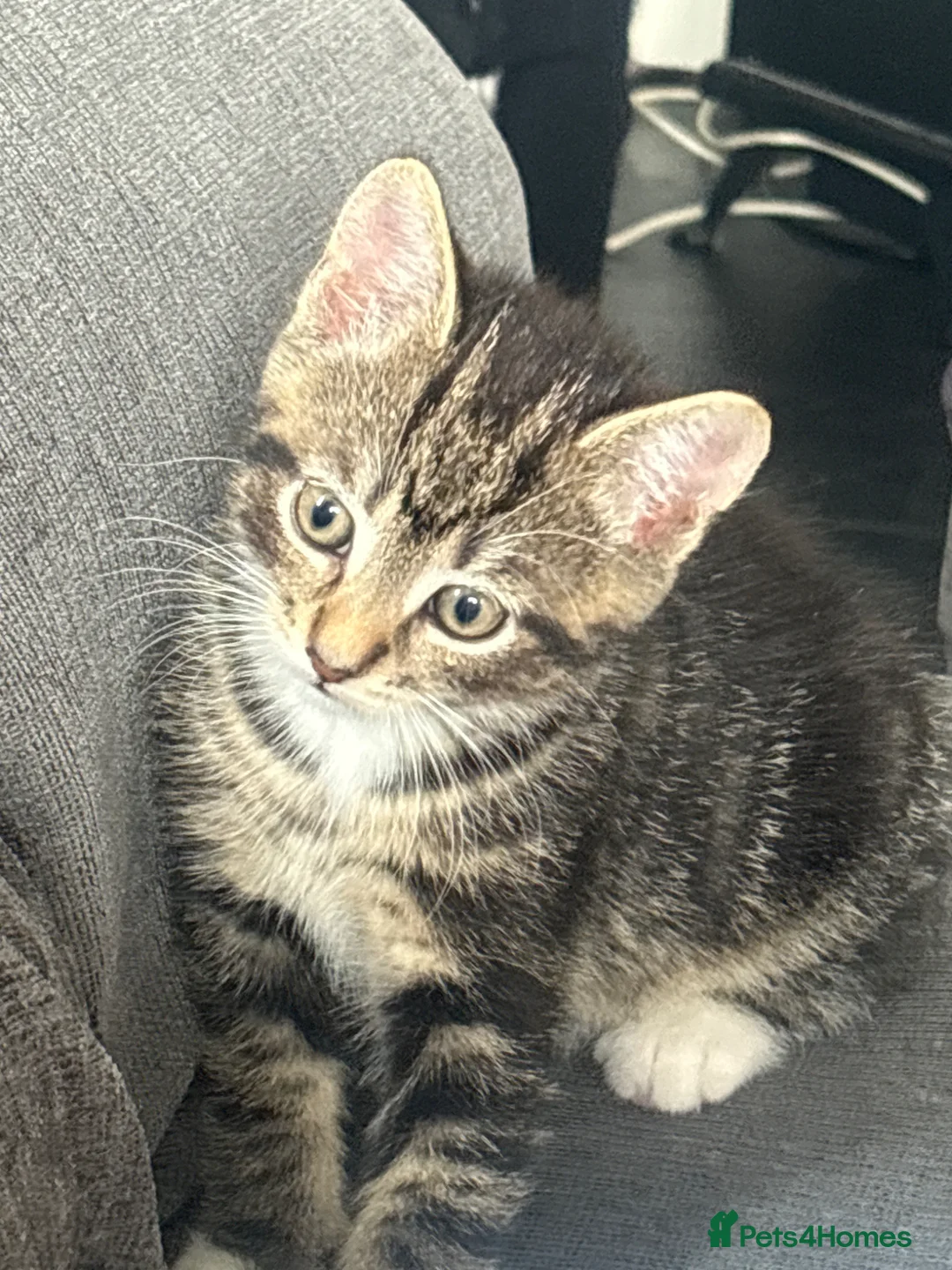 Mixed Breed cats for sale: One beautiful tabby boy for sale - Advert 2