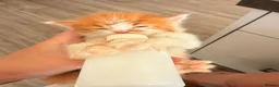 Mixed Breed cats for sale: Kittens  - Advert 8