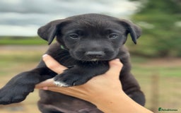 Borador dogs for sale: Beautiful intelligent Borderdors for sale  - Image 11