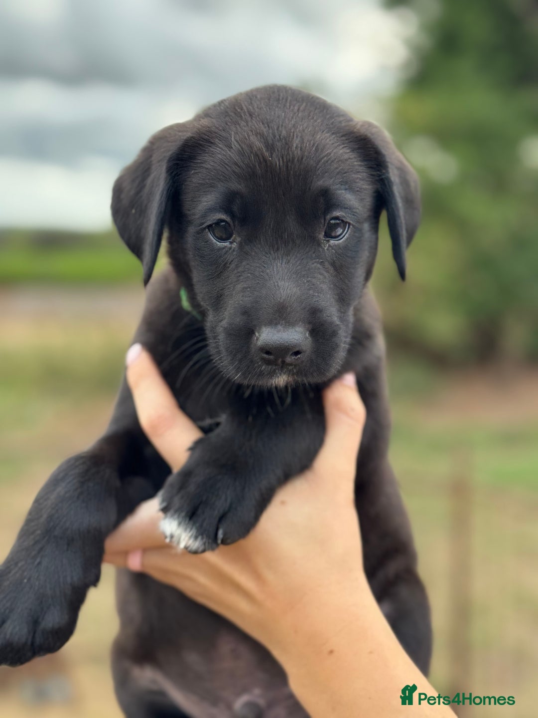 Borador dogs for sale: Beautiful intelligent Borderdors for sale  - Image 11