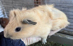 Guinea Pig rodents for sale: Beautiful baby Guinea pigs - Image 3