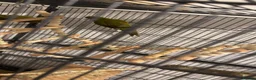 Parakeets birds for sale: Kakirikis - Advert 5