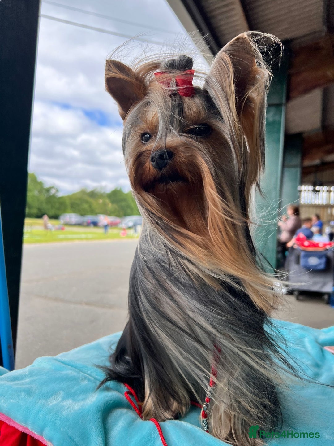 Yorkshire Terrier dogs for sale: Yorkshire Terrier Puppies – Ready 24 Dec - Image 16