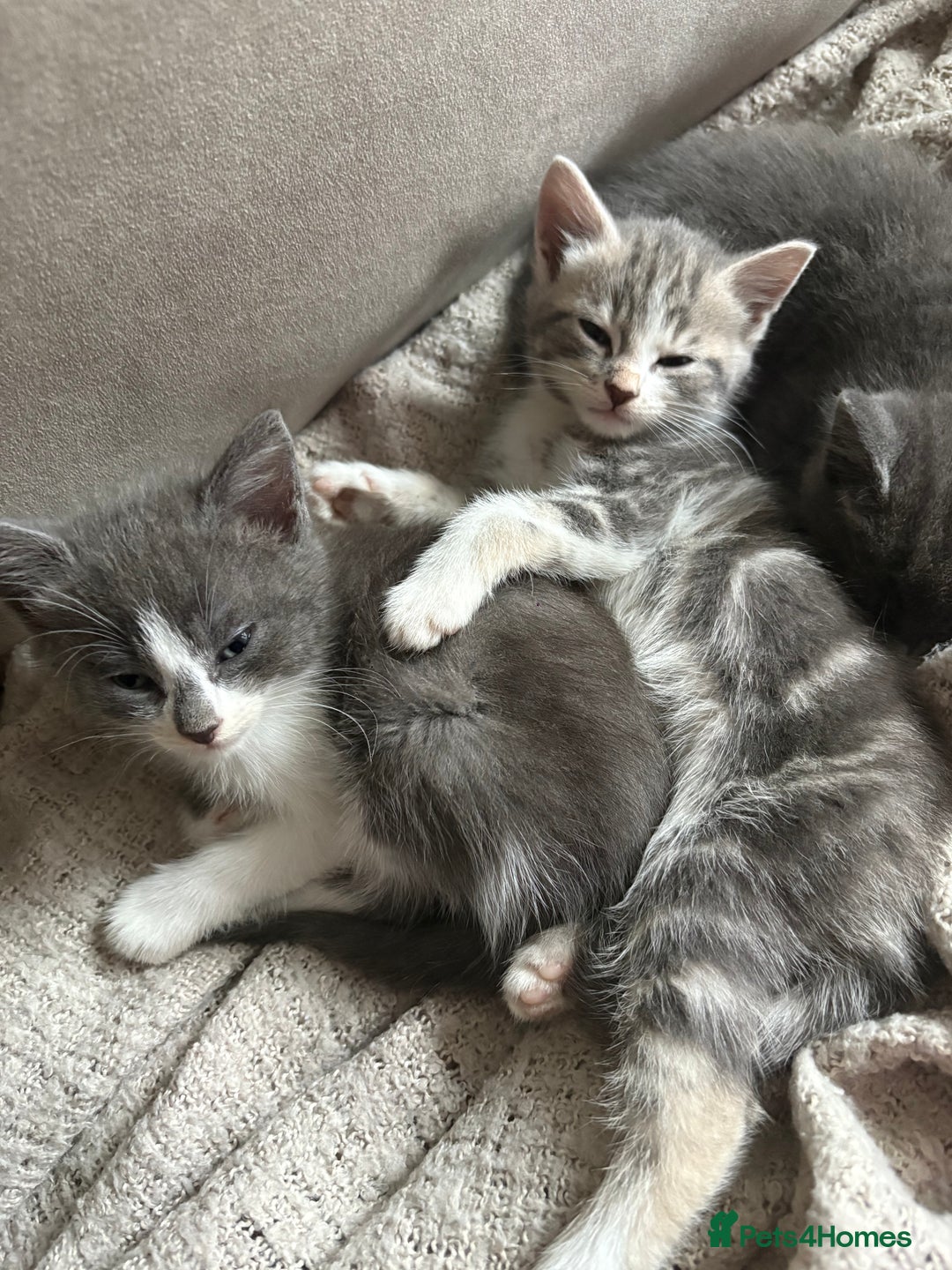 Mixed Breed cats for sale: 6 kittens - Image 5