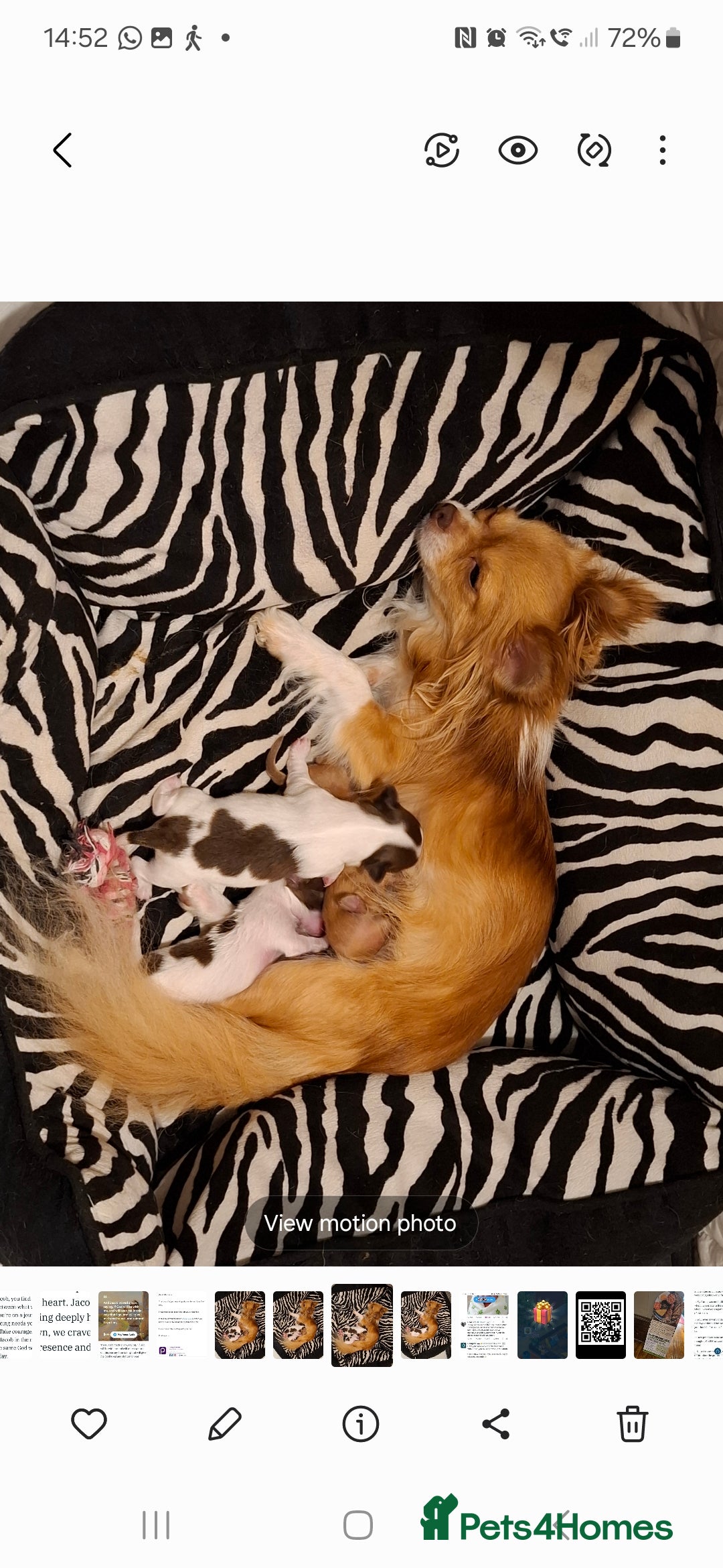 Chihuahua dogs for sale: Beautiful High Quality Long Coat Chihuahua Puppies - Image 9
