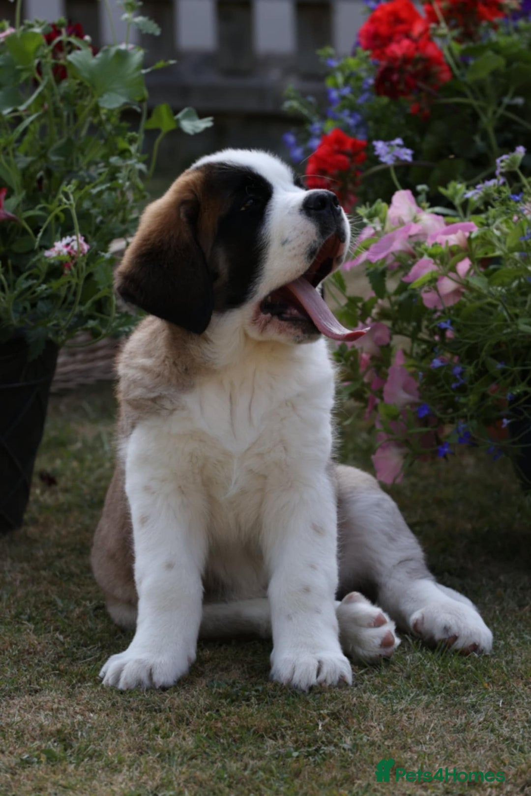 Saint Bernard dogs for sale: Saint pups from HIP & ELBOW tested parents  - Advert 16