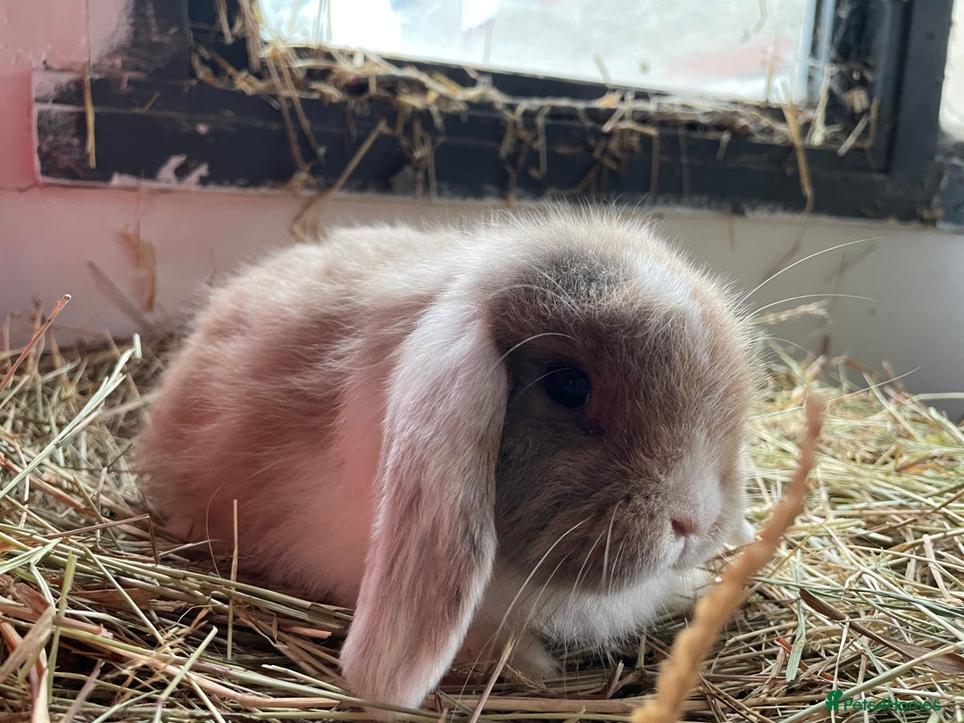 Mini Lop rabbits for sale: Mini lops doe left to reserve  - Advert 6