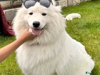 Samoyed dogs Bundle of joy 3 Puppy - Advert 4