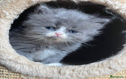 Persian cats for sale: Beautiful fluffy kittens very affectionate  - Image 13