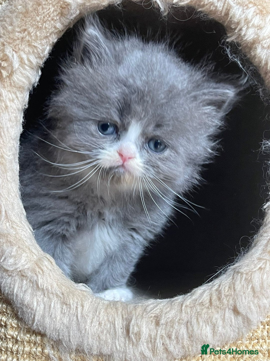 Persian cats for sale: Beautiful fluffy kittens very affectionate  - Image 13