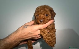 Miniature Poodle dogs for sale: 🐩 Outstanding Deep Red Miniature Poodle Puppies  - Image 7